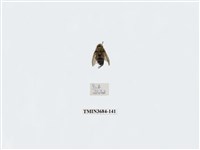 藏品(雙翅目)的圖片